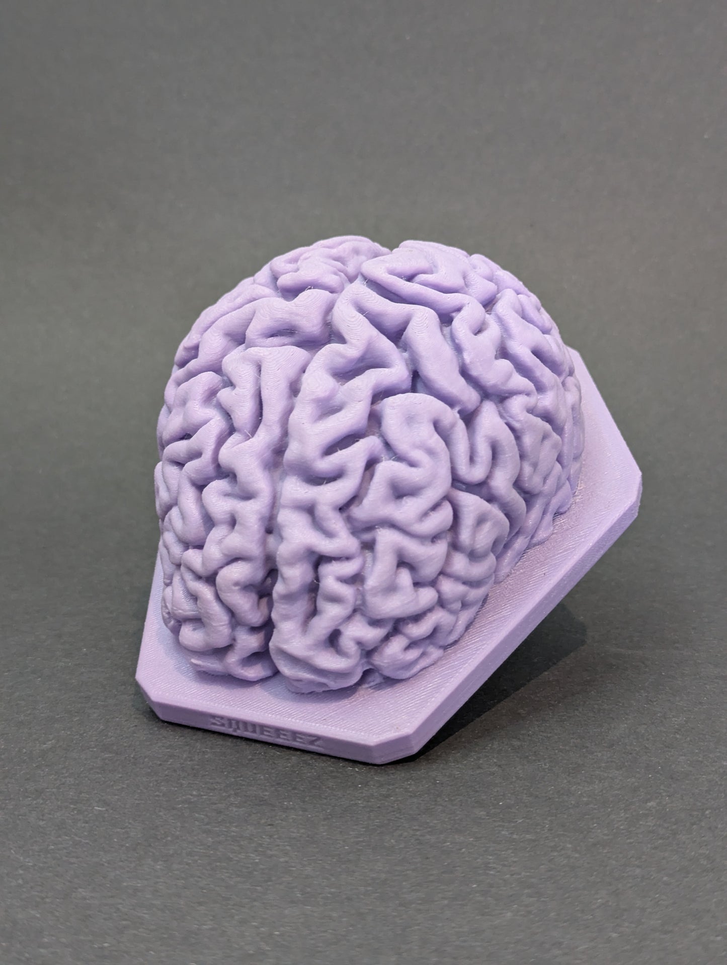 The Brain