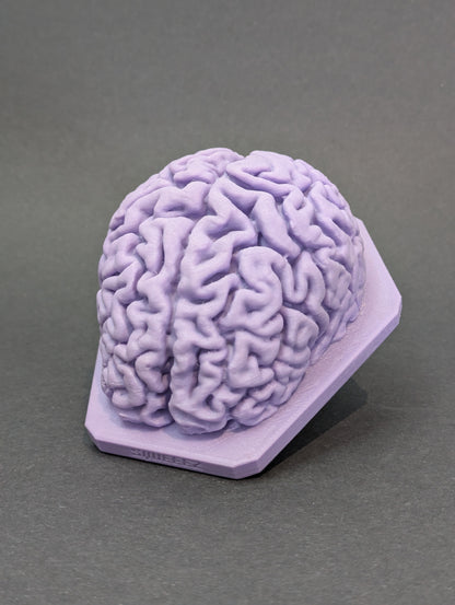 The Brain
