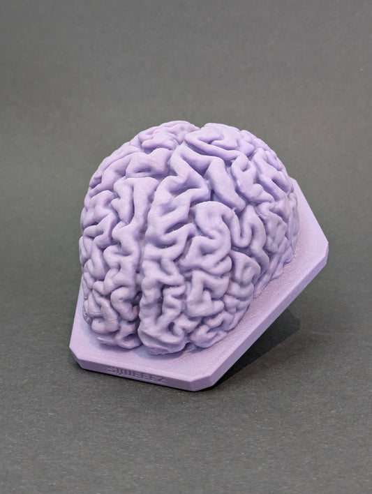 The Brain