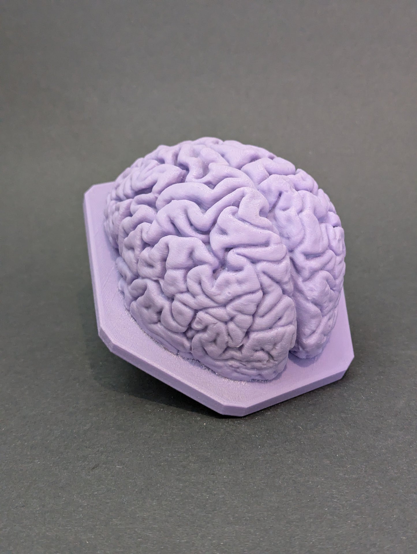 The Brain