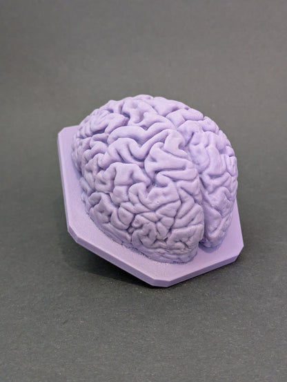 The Brain